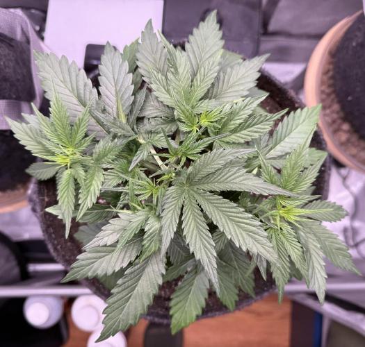 Iced Latte. Week 4 - Day 22