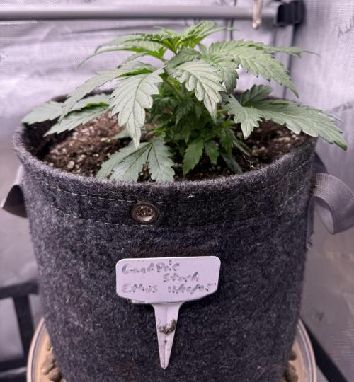 Grandpa’s Stash. Week 4 - Day 22