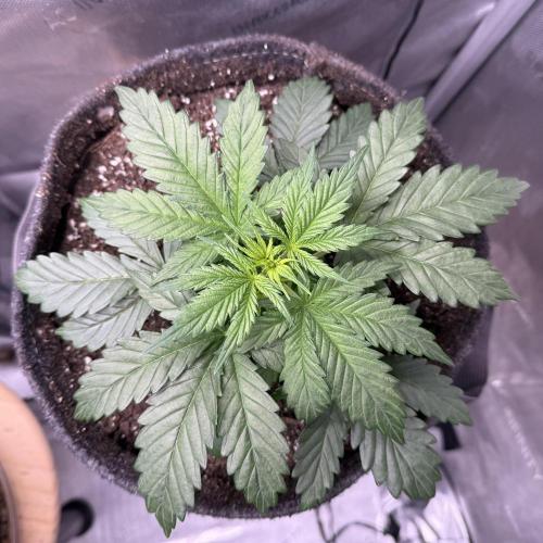 Grandpa’s Stash. Week 4 - Day 22