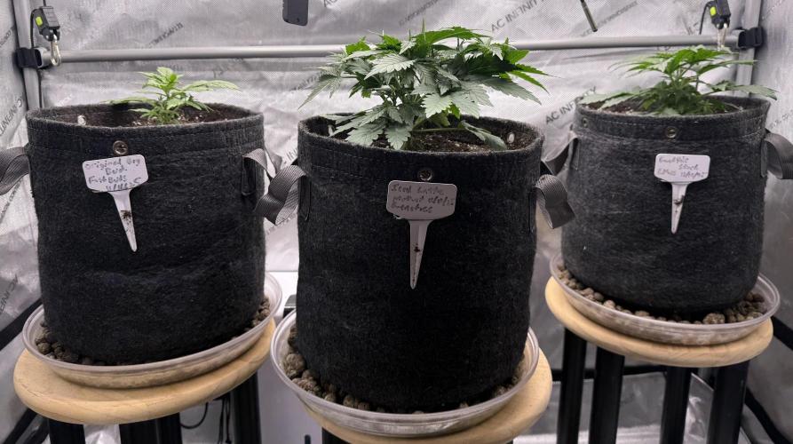 Original Big Bud. Week 3 - Day 18