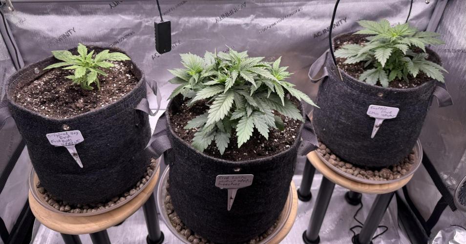 Original Big Bud. Week 3 - Day 18