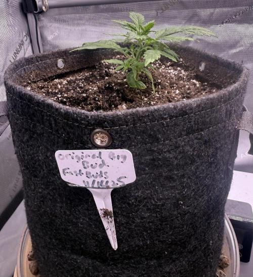 Original Big Bud. Week 3 - Day 18