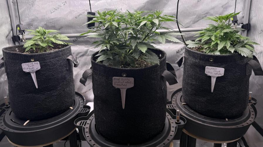 Grandpa’s Stash. Week 4 - Day 26