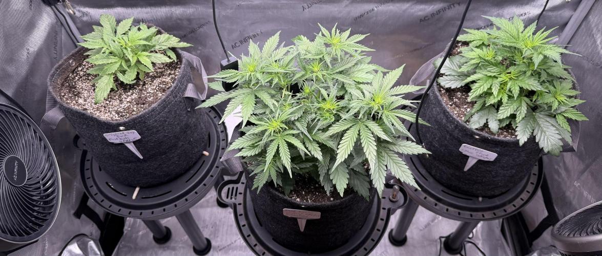 Grandpa’s Stash. Week 4 - Day 26