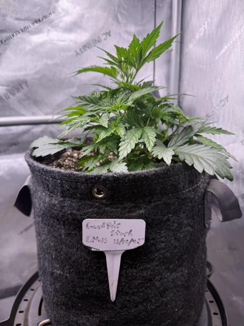 Grandpa’s Stash. Week 4 - Day 26