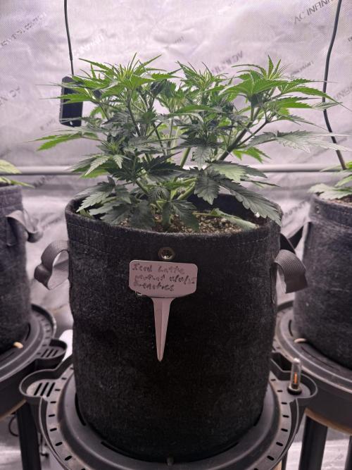 Iced Latte. Week 4 - Day 26