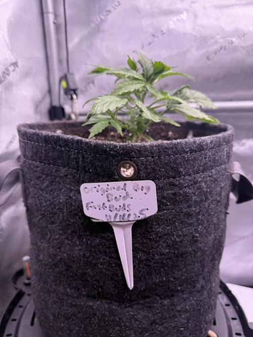 Original Big Bud. Week 4 - Day 22