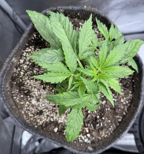 Original Big Bud. Week 4 - Day 22