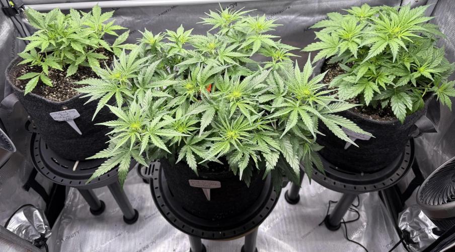 Original Big Bud. Week 4 - Day 25