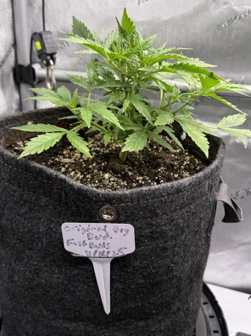 Original Big Bud. Week 4 - Day 25