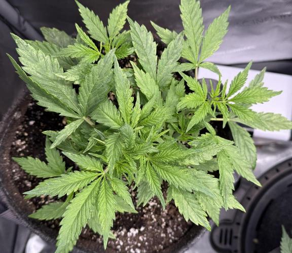 Original Big Bud. Week 4 - Day 25