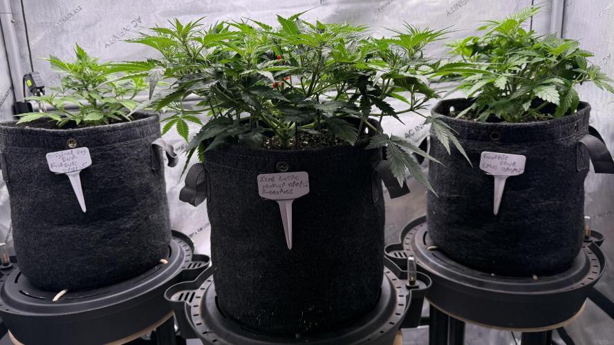 Grandpa’s Stash. Week 5 - Day 29