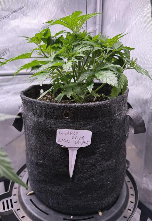 Grandpa’s Stash. Week 5 - Day 29