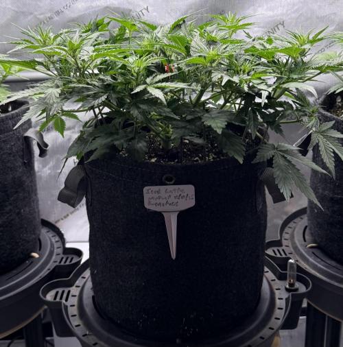 Iced Latte. Week 5 - Day 29