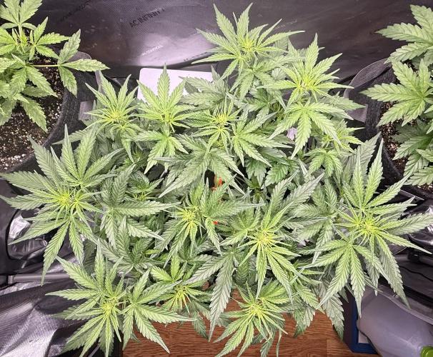 Iced Latte. Week 5 - Day 29