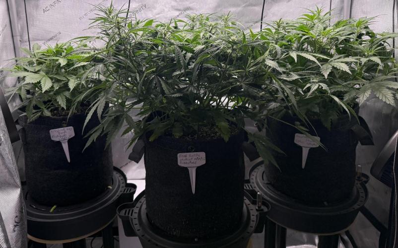 Grandpa’s Stash. Week 5 - Day 35 before defoliation 