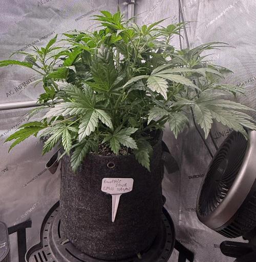 Grandpa’s Stash. Week 5 - Day 35