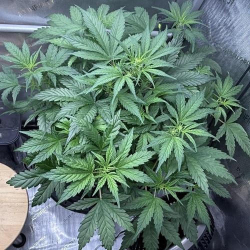 Grandpa’s Stash. Week 5 - Day 35