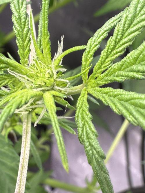 Grandpa’s Stash. Week 5 - Day 35