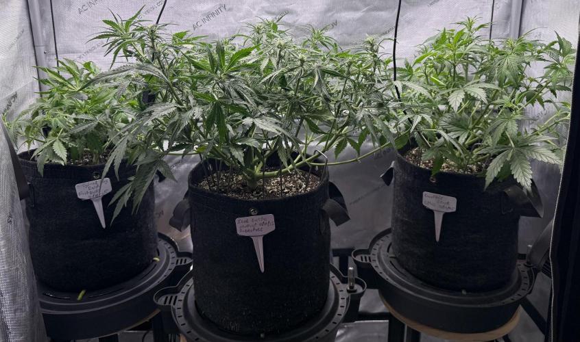 Iced Latte. Week 5 - Day 35 after defoliation 