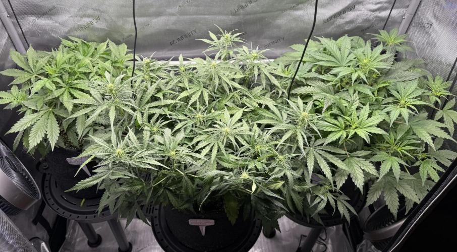 Iced Latte. Week 5 - Day 35 before defoliation 