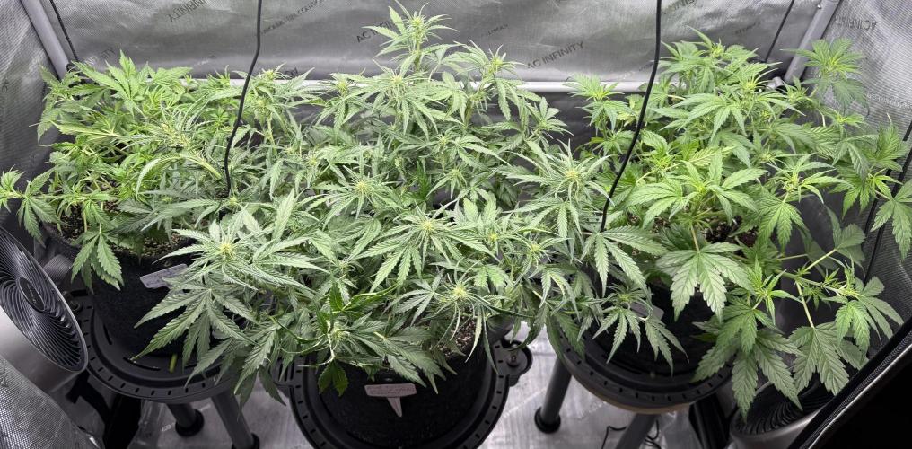 Iced Latte. Week 5 - Day 35 after defoliation 