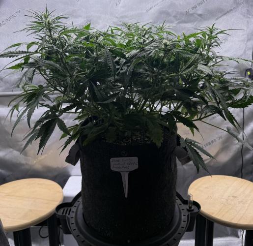 Iced Latte. Week 5 - Day 35