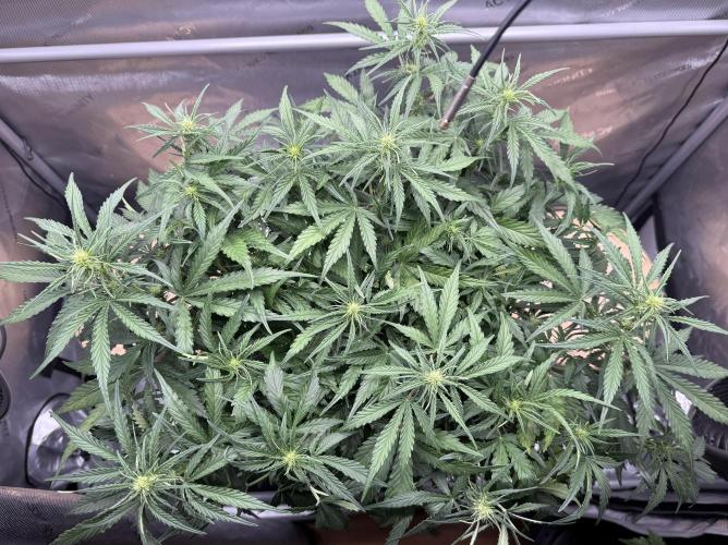 Iced Latte. Week 5 - Day 35