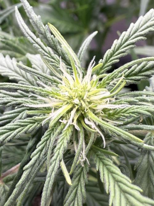 Iced Latte. Week 5 - Day 35