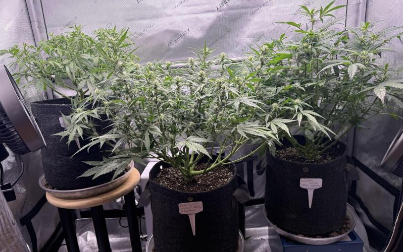 Grandpa’s Stash. Week 6 - Day 41