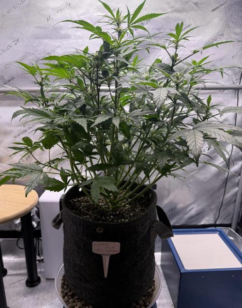 Grandpa’s Stash. Week 6 - Day 41