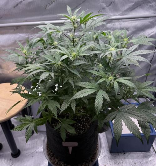 Grandpa’s Stash. Week 6 - Day 41