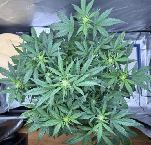 Grandpa’s Stash. Week 6 - Day 41