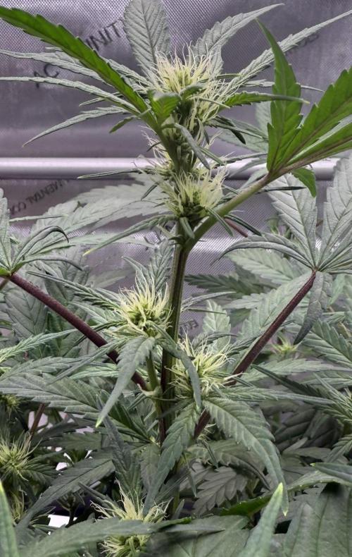 Grandpa’s Stash. Week 6 - Day 41