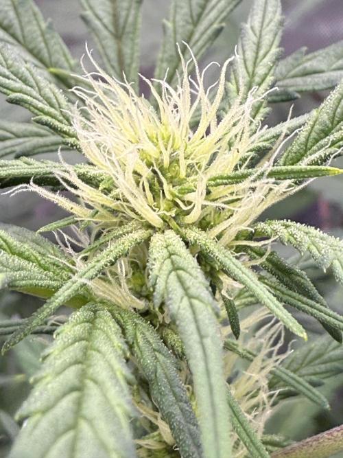 Grandpa’s Stash. Week 6 - Day 41