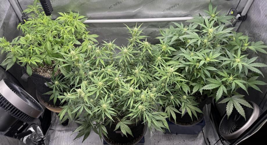 Original Big Bud. Week 6 - Day 37