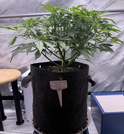 Original Big Bud. Week 6 - Day 37