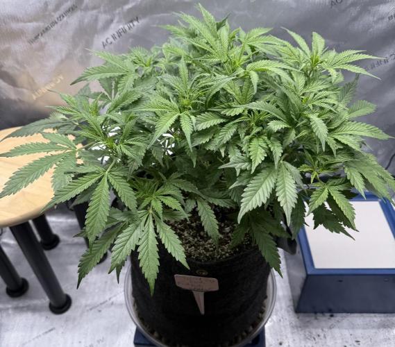 Original Big Bud. Week 6 - Day 37