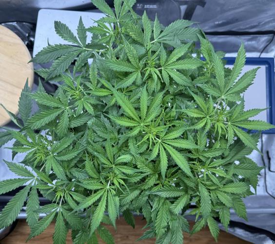 Original Big Bud. Week 6 - Day 37