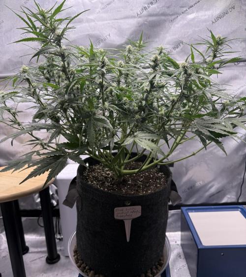 Iced Latte. Week 6 - Day 41