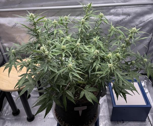 Iced Latte. Week 6 - Day 41