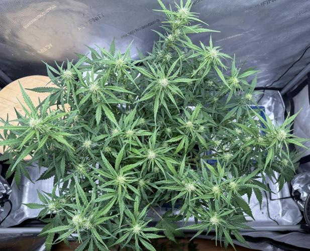 Iced Latte. Week 6 - Day 41