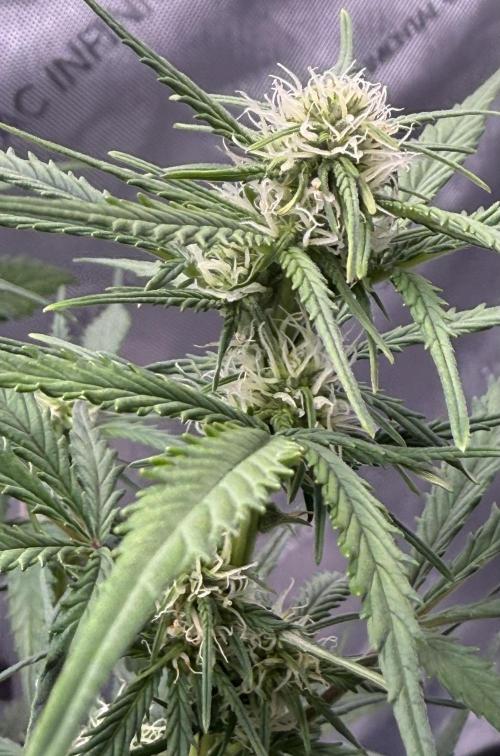 Iced Latte. Week 6 - Day 41