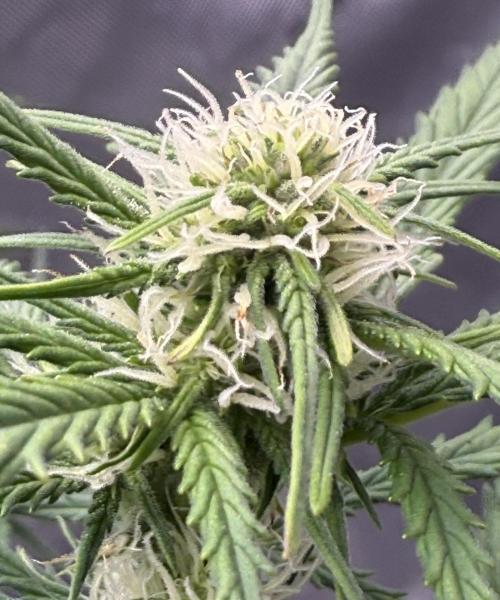 Iced Latte. Week 6 - Day 41