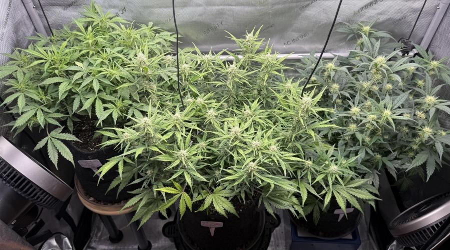 Grandpa’s Stash. Week 7 - Day 47