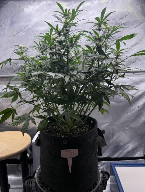 Grandpa’s Stash. Week 7 - Day 47