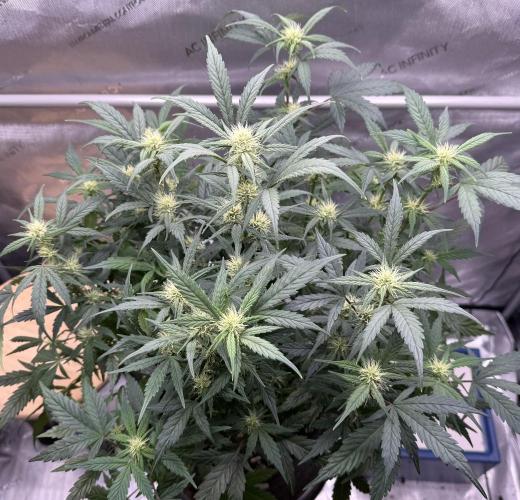 Grandpa’s Stash. Week 7 - Day 47