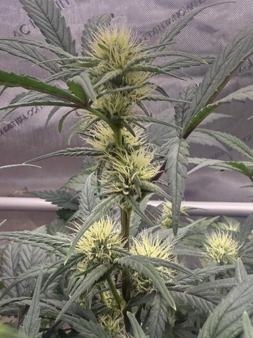 Grandpa’s Stash. Week 7 - Day 47