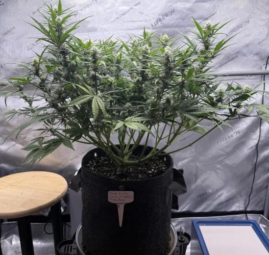 Iced Latte. Week 7 - Day 47