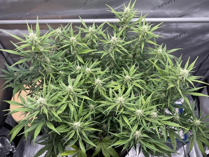 Iced Latte. Week 7 - Day 47